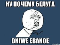 Ну почему Белуга DNIWE EBANOE