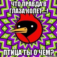 что правда в глаза колет...:! Птица ты о чем?