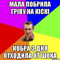 мала побрила гріву на кіскі кобра 3 дня отходила от шока