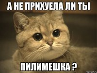 А не прихуела ли ты пилимешка ?