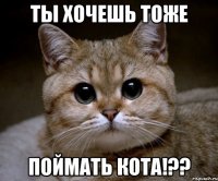 ты хочешь тоже поймать кота!??