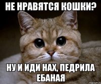 не нравятся кошки? ну и иди нах, педрила ебаная