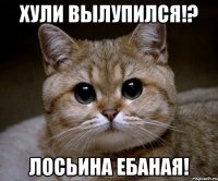 хули вылупился!? лосьина ебаная!