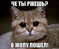 че ты ржешь? в жопу пошел!