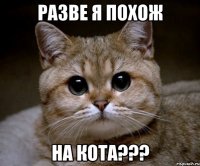 разве я похож на кота???