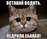 Вставай водить, педрила ебаная!