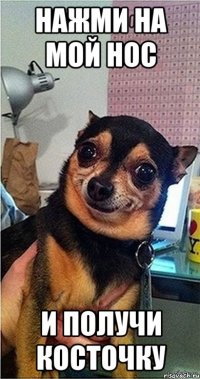 Нажми на мой нос и получи косточку