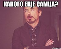 Какого еще самца? 