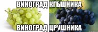 виноград кгбшника виноград црушника