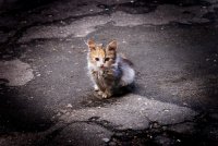 Создать мем Бездомный Кот