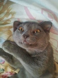 Создать мем челпизд