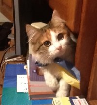 Создать мем Еврокоте
