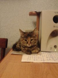 Создать мем fwdf
