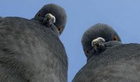 Создать мем Голубь атакуэ