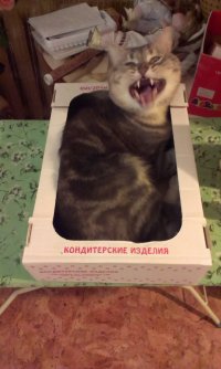 Создать мем Кот в коробке