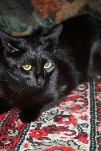 Создать мем Котэ