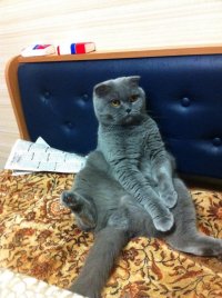 Создать мем котейка