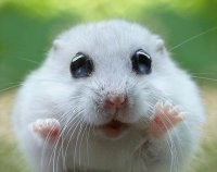 Создать мем поделисьпеченюшкой
