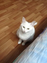 Создать мем пы