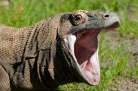 Создать мем reptile