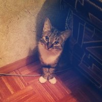 Создать мем Санин кот