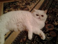 Создать мем Смотрит как на говно