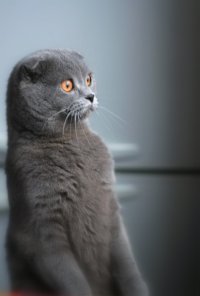 Создать мем в чем проблема