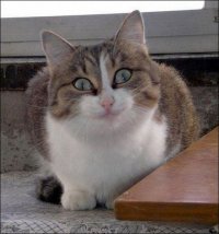 Создать мем в клуб погнали