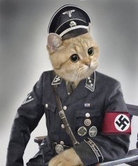 Создать мем зига кот