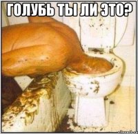 Голубь ты ли это? 