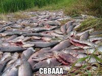  сввааа