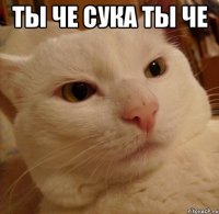 Ты че сука ты че 
