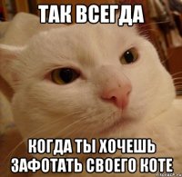 так всегда когда ты хочешь зафотать своего коте