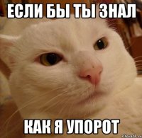 если бы ты знал как я упорот