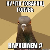 ну что товарищ голубь нарушаем ?