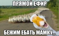 прямой ефир бежим ебать мамку...