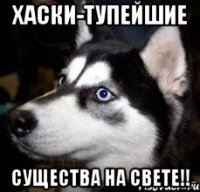 хаски-тупейшие существа на свете!!