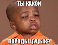 ты какой породы цуцык?