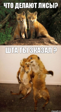 Что делают лисы? Шта ты зказал ?