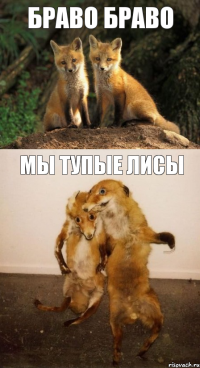 Браво Браво МЫ Тупые Лисы