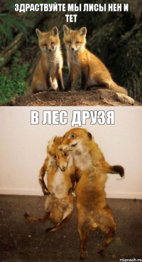 здраствуйте мы лисы нен и тет в лес друзя