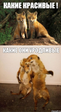 Какие красивые ! Какие они уродливые
