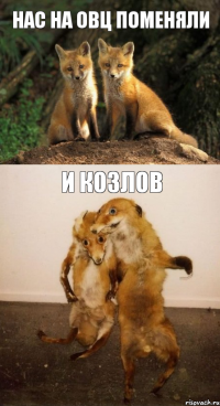 Нас на овц поменяли и козлов