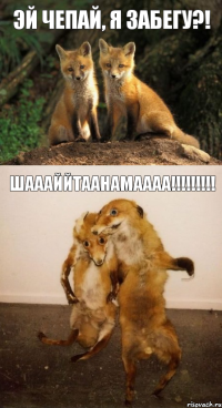 Эй Чепай, я забегу?! ШАААЙЙТААНАМАААА!!!!!!!!!