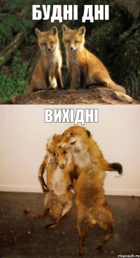Будні дні Вихідні