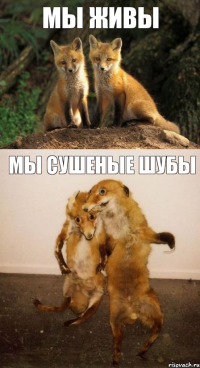 мы живы мы сушеные шубы
