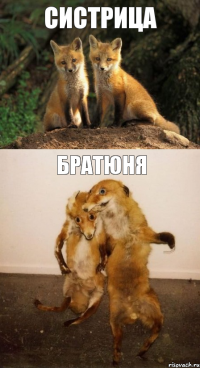 систрица братюня