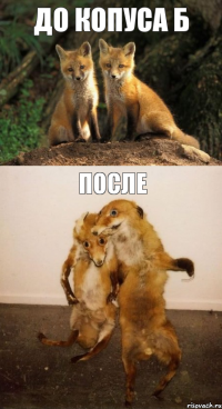 до копуса Б после