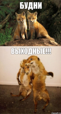будни выходные!!!