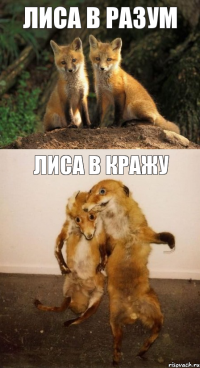 Лиса в разум Лиса в кражу